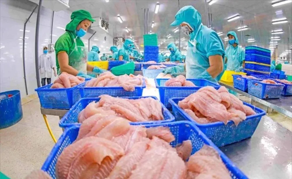 Chế biến cá tra xuất khẩu. (Ảnh: PV/Vietnam+)