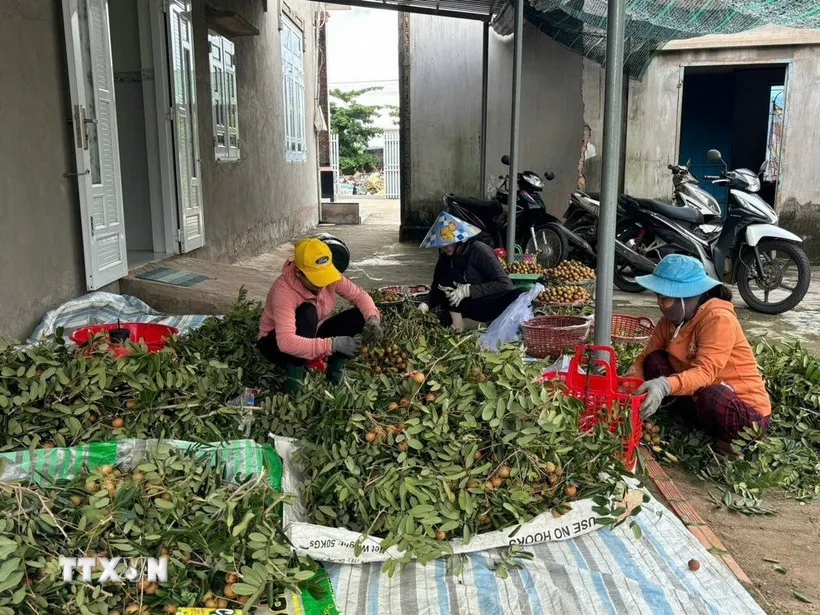 Giá nhãn xuồng cơm vàng tại các vùng chuyên canh nhãn xã Hòa Hiệp, Bình Châu, Thành phố Hồ Chí Minh giảm xuống chỉ còn 11.000 đồng/kg. (Ảnh: Hoàng Nhị/TTXVN)