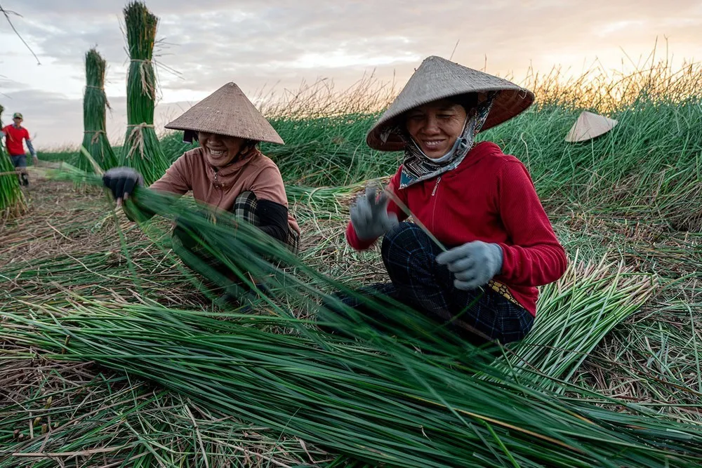 Trong nghề dệt chiếu thì khâu vất vả nhất là đi cắt cói ngoài đồng từ 2 - 3 giờ sáng. Ảnh: Khánh Hoà – TTXVN Trong nghề dệt chiếu thì khâu vất vả nhất là đi cắt cói ngoài đồng từ 2 - 3 giờ sáng. Ảnh: Khánh Hoà – TTXVN