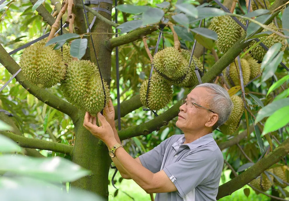 Quản lý tốt chất lượng giúp sản phẩm sầu riêng tỉnh Lâm Đồng tăng được uy tín và giá trị trên thị trường xuất khẩu