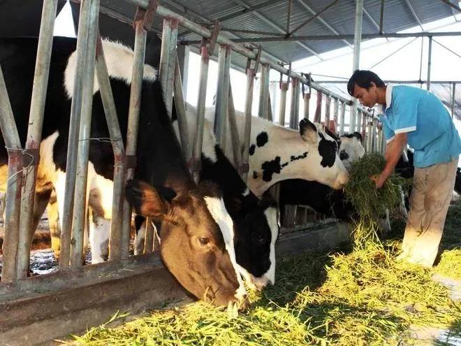 Nhiều vùng chăn nuôi bò sữa trên đà phá sản