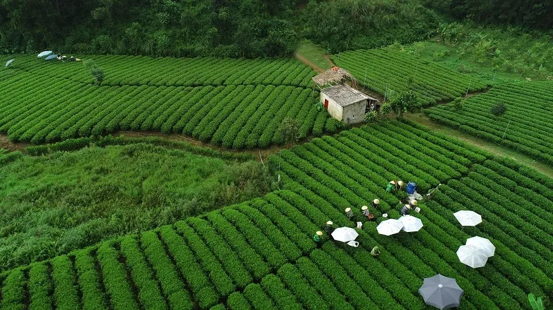 Với sự hợp tác của Takasago, Trà Xanh Không Độ giữ trọn hương vị thơm ngon đặc trưng của lá trà Thái Nguyên và góp phần tạo nên danh tiếng của Trà Xanh Không Độ trong gần 2 thập niên qua. 6 (1).jpg