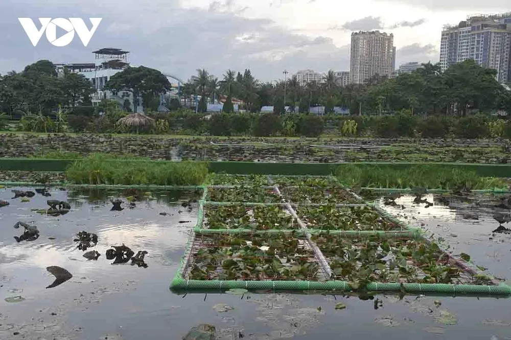 Nằm trong vùng dự án 3, Hồ Sen có tổng diện tích 5,9 ha. Trong giai đoạn đầu, Hồ Sen thử nghiệm rộng 1,9 ha đã được đưa vào vận hành, tiếp nhận khoảng 3.000 m³ nước thải mỗi ngày đêm Nằm trong vùng dự án 3, Hồ Sen có tổng diện tích 5,9 ha. Trong giai đoạn đầu, Hồ Sen thử nghiệm rộng 1,9 ha đã được đưa vào vận hành, tiếp nhận khoảng 3.000 m³ nước thải mỗi ngày đêm
