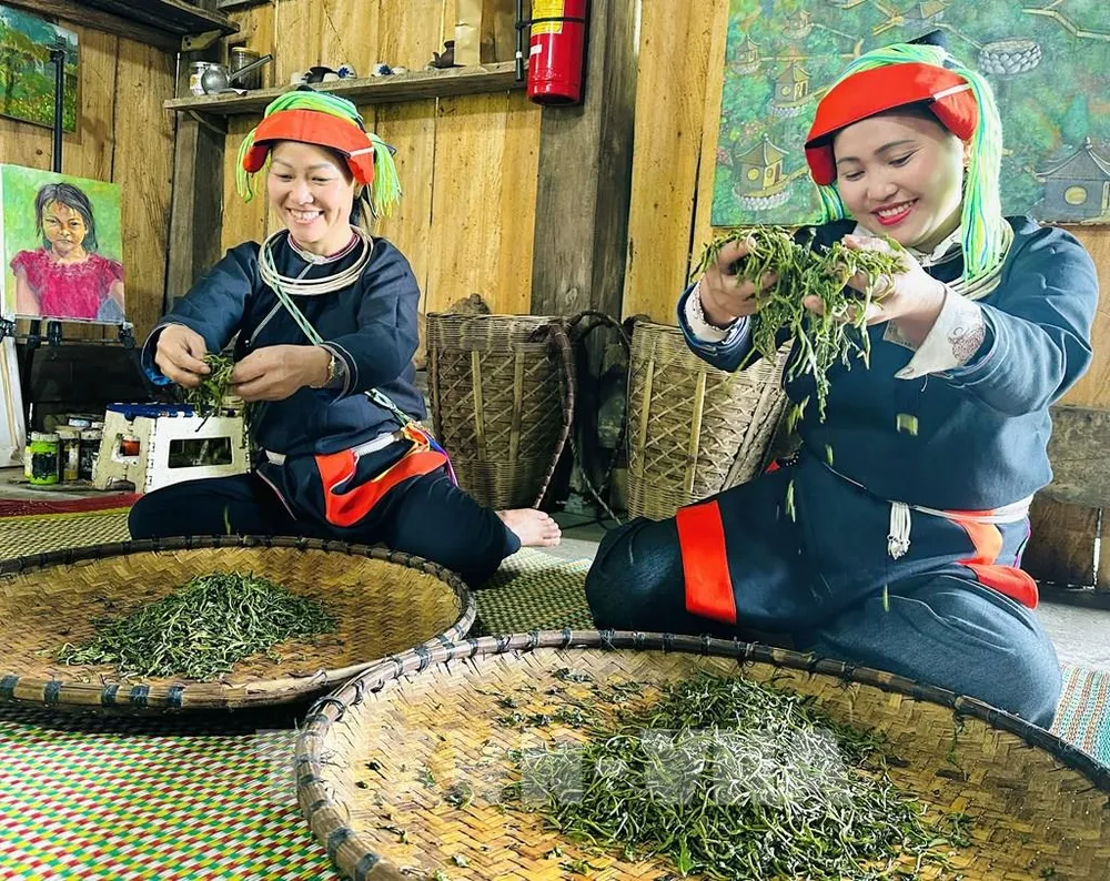 Những người phụ nữ dân tộc Dao (thôn Xà Phìn, xã biên giới Thanh Thủy, Tuyên Quang) vò chè thủ công bằng tay. Ảnh: Đức Thọ - TTXVN Những người phụ nữ dân tộc Dao (thôn Xà Phìn, xã biên giới Thanh Thủy, Tuyên Quang) vò chè thủ công bằng tay. Ảnh: Đức Thọ - TTXVN