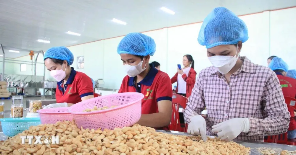 Chế biến hạt điều. (Nguồn: TTXVN)