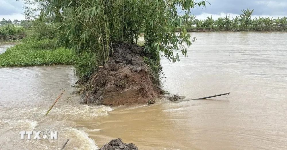 Cần Thơ: Vỡ đê bao cồn Sơn do triều cường lịch sử