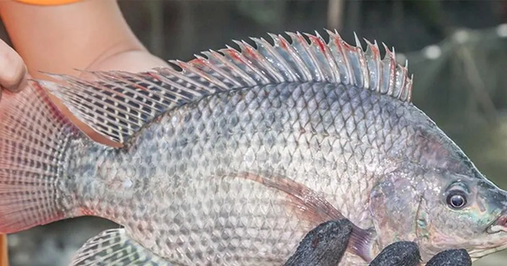 Xuất khẩu lô hàng 700 tấn cá rô phi đầu tiên sang Brazil