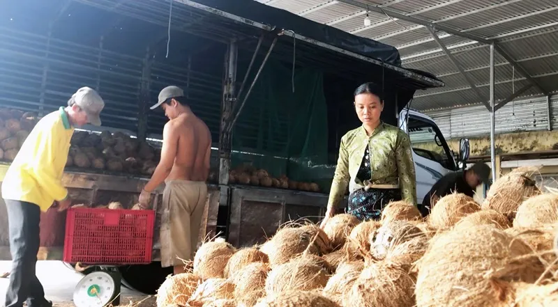 Hợp tác nông nghiệp Định Thuỷ (xã Đồng Khởi, tỉnh Vĩnh Long) cung cấp dừa nguyên liệu cho các công ty chế biến