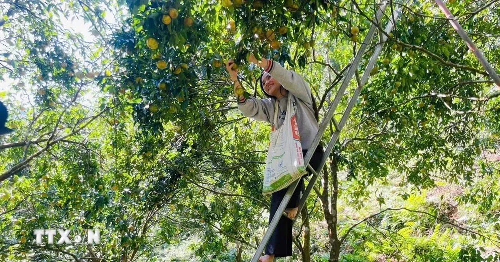 Người dân Bạch Thông phấn khởi khi được mùa quýt Bắc Kạn