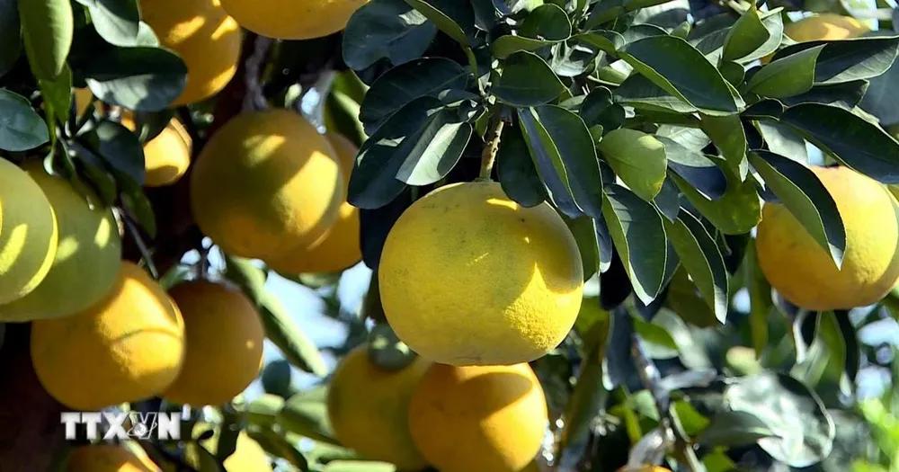 'Thủ phủ' quất, bưởi cảnh Hưng Yên tất bật cung hàng thị trường Tết