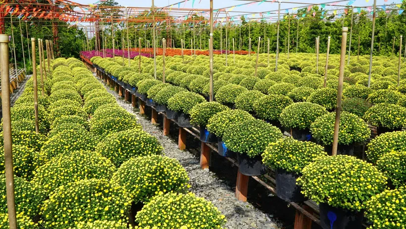 Nông dân Sa Đéc trồng các loại hoa cúc trên giàn và phát triển rất tốt. (Ảnh: Nhựt An/TTXVN) 