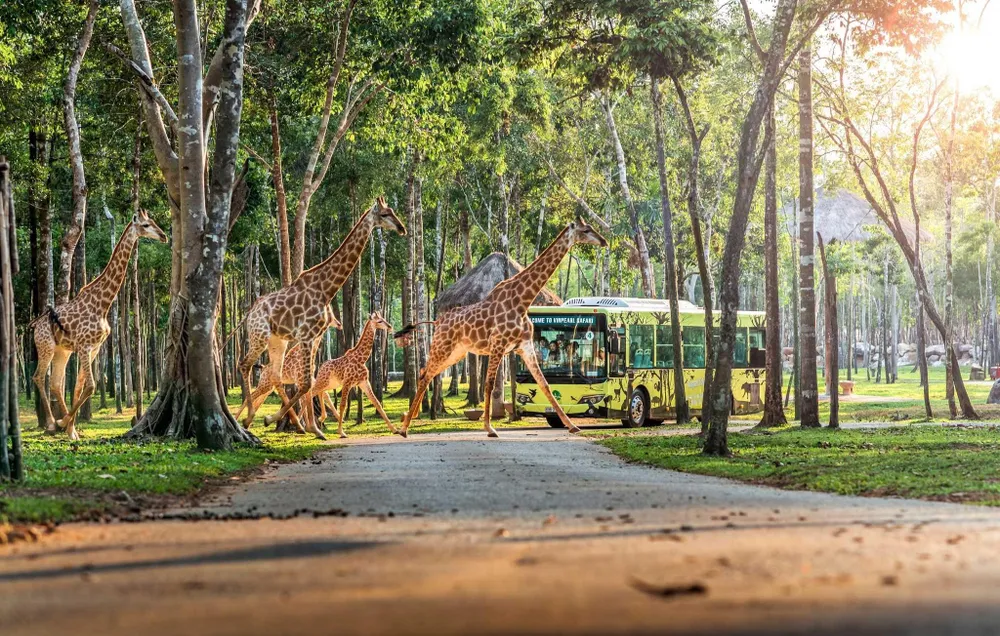 Safari bán hoang dã đầu tiên của Việt Nam trên Đảo Ngọc.