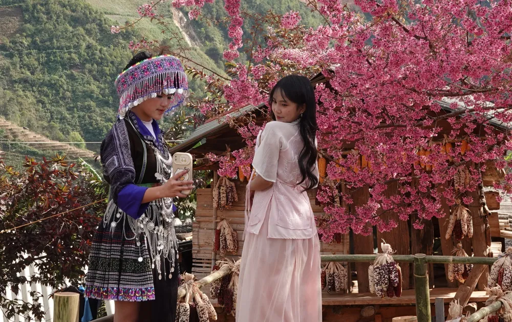 Du khách không khỏi ngỡ ngàng, trầm trồ trước vẻ đẹp nguyên sơ, mộc mạc nhưng đầy cuốn hút của loài hoa Tớ Dày, một loài hoa gắn bó với bao thế hệ người Mông vùng cao nơi đây.