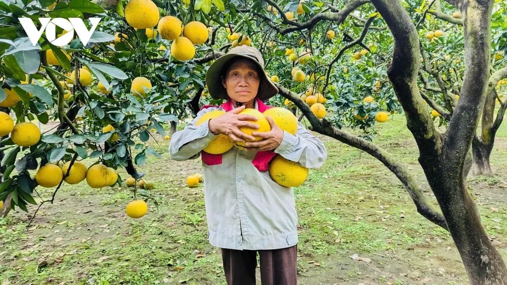 Theo những người trồng bưởi lâu năm, bưởi Diễn không chỉ đơn thuần là một loại trái cây đặc sản mà còn mang ý nghĩa biểu trưng cho sự sung túc, ấm no. Hiện nay, giống bưởi này đã được nhân rộng và trồng tại nhiều địa phương như Đan Phượng (Hà Nội), cùng các tỉnh Hà Nam, Hưng Yên, Bắc Giang (cũ), Phú Thọ… Tuy nhiên, chính vùng đất Diễn xưa vẫn là nơi làm nên danh tiếng và hương vị đặc trưng, tạo dấu ấn riêng không thể trộn lẫn của bưởi Diễn.