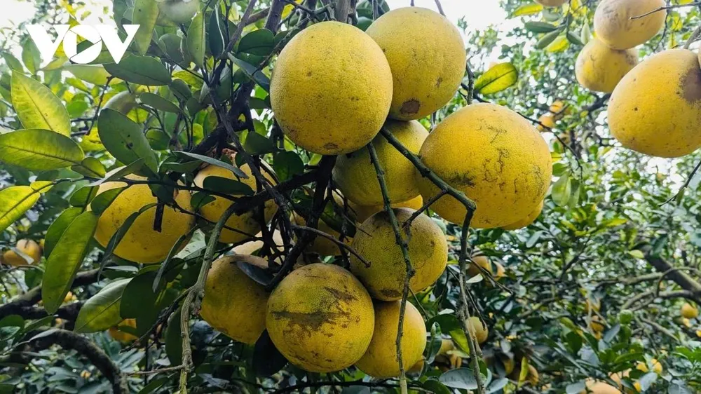 Những gốc bưởi Diễn tại đây đều đã có tuổi đời trên 20 năm. Theo kinh nghiệm của người trồng bưởi lâu năm, bưởi càng già cây, vỏ càng rám thì hương vị càng thơm ngon, đậm đà và ngọt sâu.