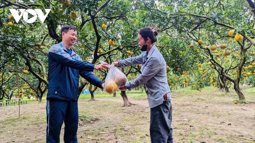 Nhiều năm nay, cứ vào mỗi dịp cuối năm, anh Trần Vũng (Ninh Bình) lại tìm đến các vườn bưởi Diễn để chọn mua bưởi về thưởng thức. Theo anh Vũng, bưởi Diễn có hương vị đặc trưng, thơm ngon và là loại nông sản đã nổi tiếng từ lâu nên được cả gia đình yêu thích. “Ai cũng tò mò, muốn khám phá hương vị riêng của bưởi Diễn, vì thế năm nào tôi cũng đưa cả nhà đến đây vừa tham quan, chụp ảnh, vừa chọn mua bưởi tại vườn”. Điểm khác biệt của bưởi Diễn, theo anh Vũng, là khi ăn không để lại vị đắng, thay vào đó là hậu vị ngọt thanh, dễ chịu. Dịp Tết năm nay, anh dự kiến mua khoảng 500 quả bưởi Diễn để làm quà biếu người thân, bạn bè.