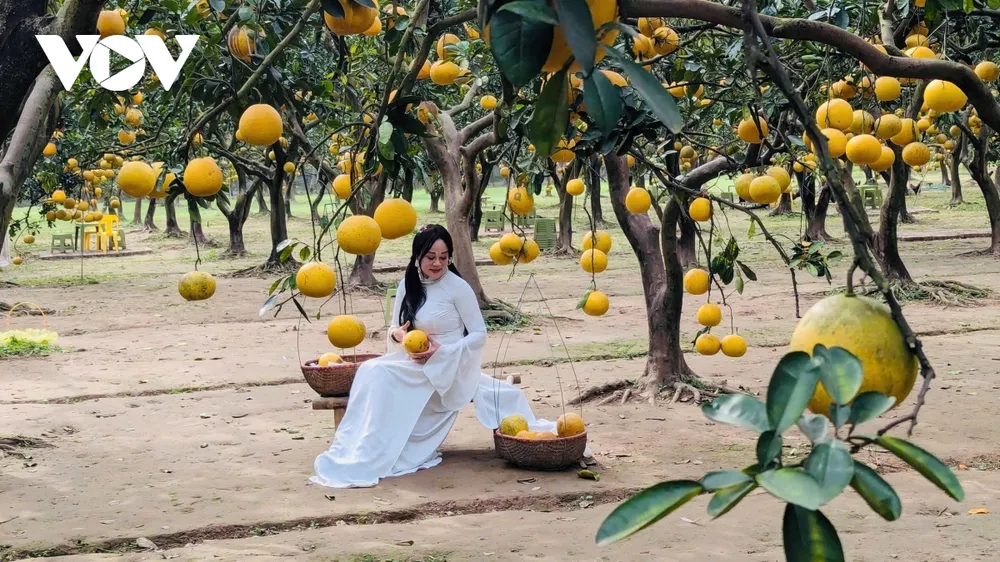 Nhằm gia tăng nguồn thu, nhiều nhà vườn bưởi Diễn đã linh hoạt kết hợp mở thêm dịch vụ đón khách tham quan, check-in, chụp ảnh có thu phí. Mỗi ngày, các vườn bưởi thu hút khoảng 70-100 lượt khách đến tham quan, ghi lại những khoảnh khắc giữa không gian vườn cây trĩu quả. Không chỉ dừng lại ở hoạt động trải nghiệm, du khách còn được trực tiếp thưởng thức bưởi Diễn ngay tại vườn. Đây được xem là hình thức quảng bá sản phẩm hiệu quả, giúp bưởi Diễn đến gần hơn với người tiêu dùng thông qua trải nghiệm thực tế và cảm nhận hương vị đặc trưng.