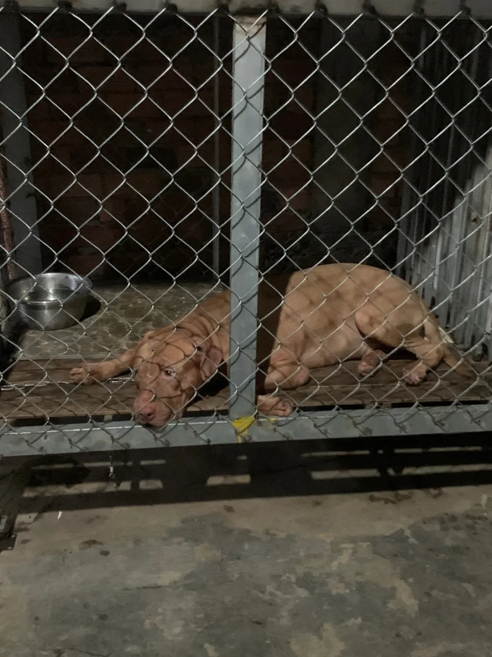 Con chó cắn cụ bà tử vong ở phường Bình Thắng, TP Dĩ An Con chó cắn cụ bà tử vong ở phường Bình Thắng, TP Dĩ An