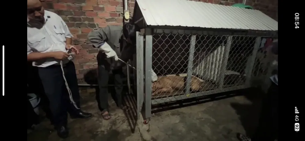 Chó Pitbull cắn chết người được gây mê Chó Pitbull cắn chết người được gây mê