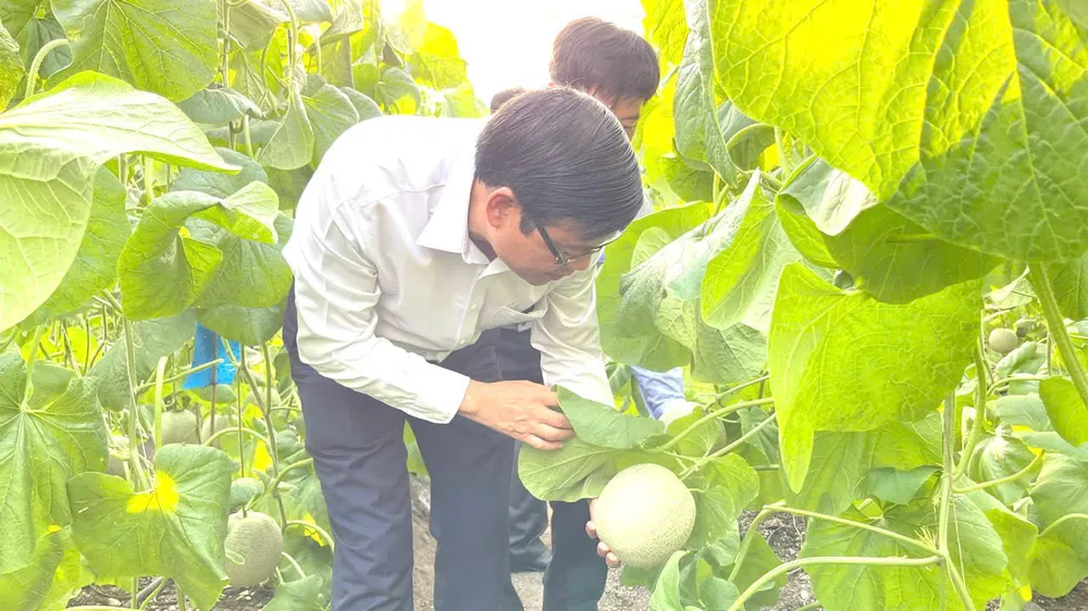 Sản phẩm nông nghiệp công nghệ cao là một trong những thế mạnh của xã Phú Giáo. Ảnh: NGUYỄN MINH z6953068498098_12011aacb684fe8b6064455c5aadc62f.jpg