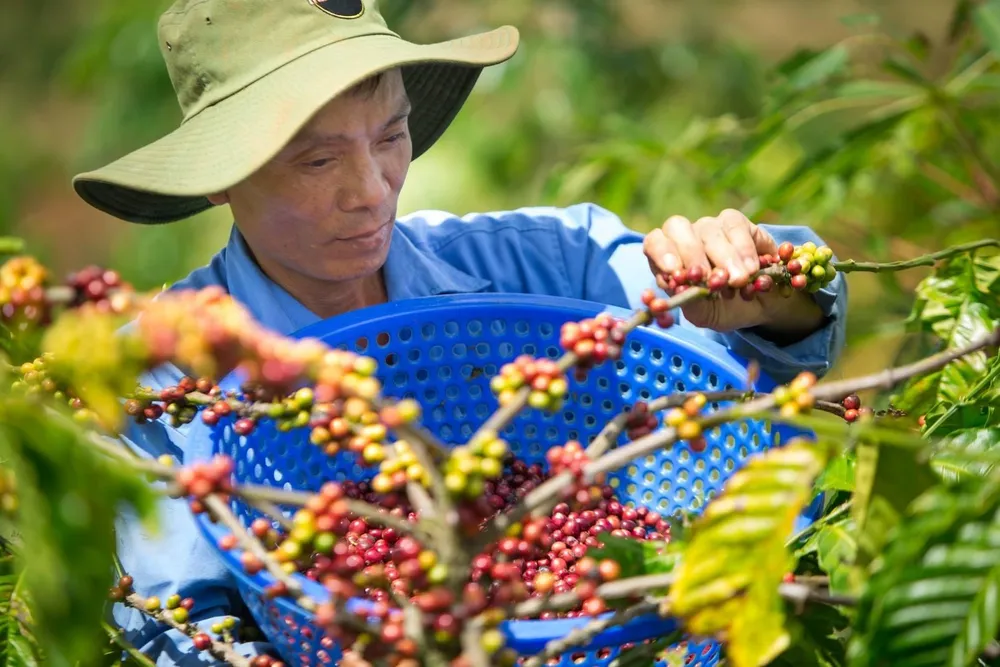 Thu hoạch cà phê chín - một trong những yêu cầu tham gia chuỗi liên kết giữa nông dân và Công ty Vĩnh Hiệp. Ảnh minh họa Thu hoạch cà phê.JPG