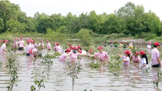 Trồng rừng phòng hộ Cần Giờ, TPHCM