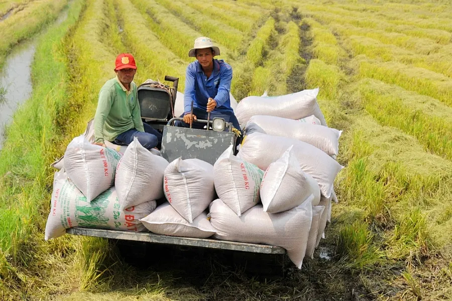 Theo Bộ trưởng Bộ NN-PTNT, cả nước sẽ còn khoảng 13,5 triệu tấn thóc, tương đương tương đương 7-8 triệu tấn gạo dành cho xuất khẩu Theo Bộ trưởng Bộ NN-PTNT, cả nước sẽ còn khoảng 13,5 triệu tấn thóc, tương đương tương đương 7-8 triệu tấn gạo dành cho xuất khẩu