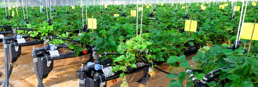 Thời hạn công nhận lưu hành giống cây trồng có thể được kéo dài đến từ 20-25 năm NN.jpg