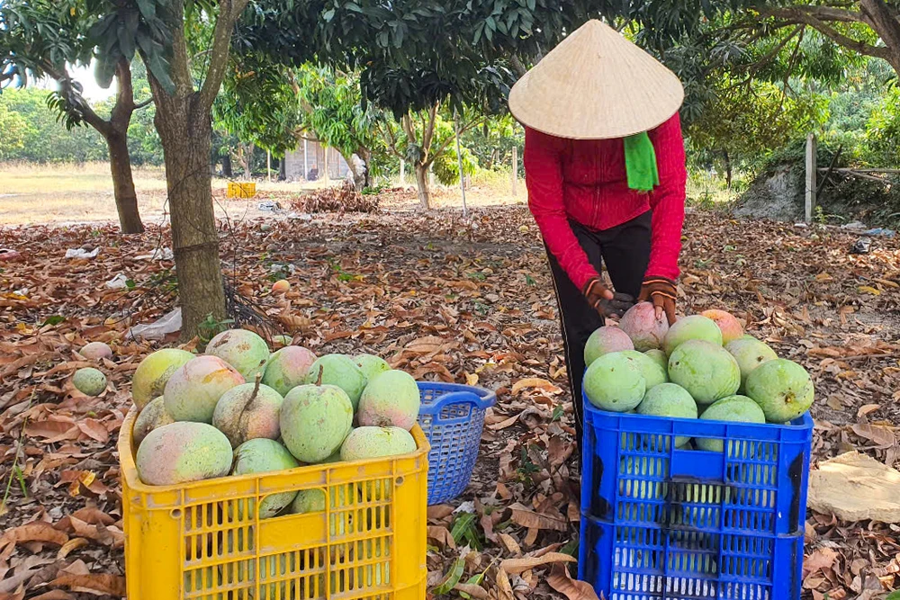 Xoài Úc Cam Lâm có giá thu mua thấp hơn nhiều chi phí nông dân đầu tư sản xuất. Ảnh: CÔNG VÕ dasua-5828841.jpg