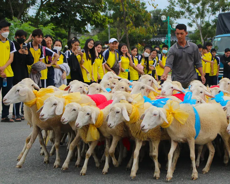 Đàn cừu diễu hành trên đường phố tại phường Phan Rang, tỉnh Khánh Hòa. Ảnh: ĐỨC THẢO dasua-420231229140223.jpg