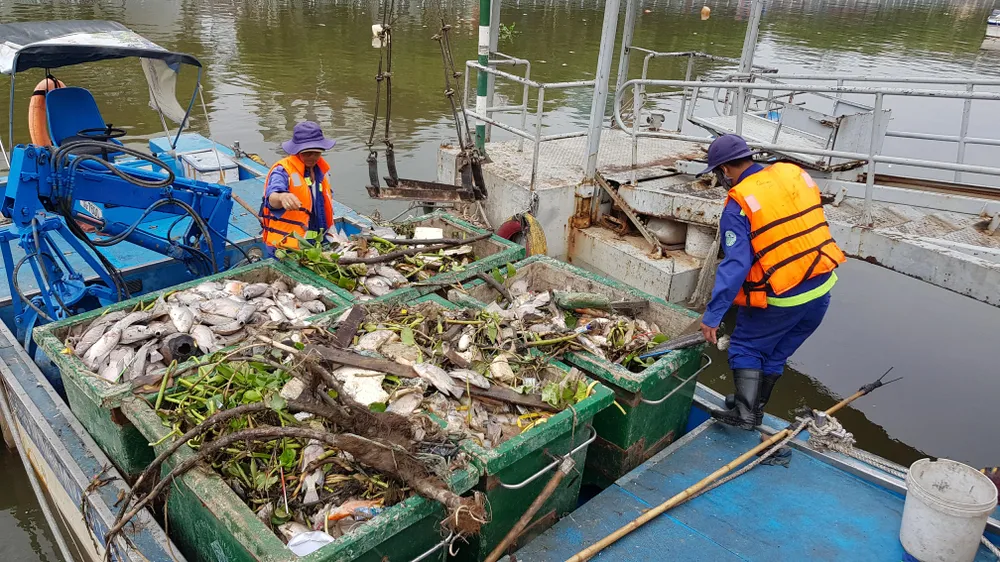 Cá chết hàng loạt trên kênh Nhiêu Lộc – Thị Nghè ảnh 3 Cá chết hàng loạt trên kênh Nhiêu Lộc – Thị Nghè ảnh 3