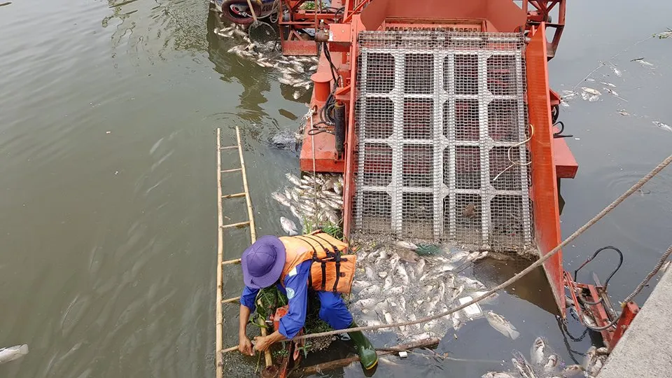 Cá chết hàng loạt trên kênh Nhiêu Lộc – Thị Nghè ảnh 2 Cá chết hàng loạt trên kênh Nhiêu Lộc – Thị Nghè ảnh 2