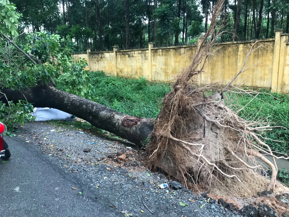 Cây xanh ngã đè ô tô, nam tài xế thoát chết ảnh 6 Cây xanh ngã đè ô tô, nam tài xế thoát chết ảnh 6
