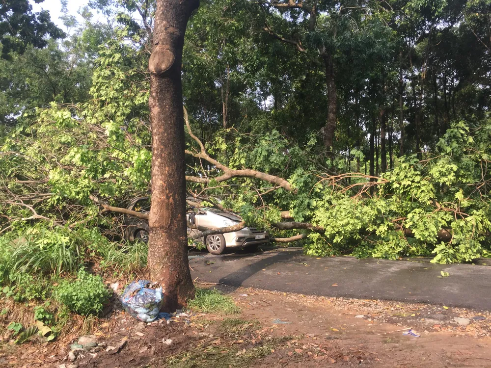 Cây xanh ngã đè ô tô, nam tài xế thoát chết ảnh 7 Cây xanh ngã đè ô tô, nam tài xế thoát chết ảnh 7