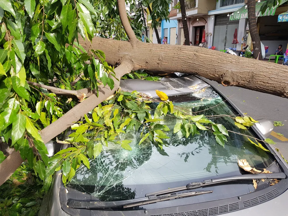 Gió lớn, cây ngã, nhà tốc mái, nhiều người bị thương ảnh 8 Gió lớn, cây ngã, nhà tốc mái, nhiều người bị thương ảnh 8