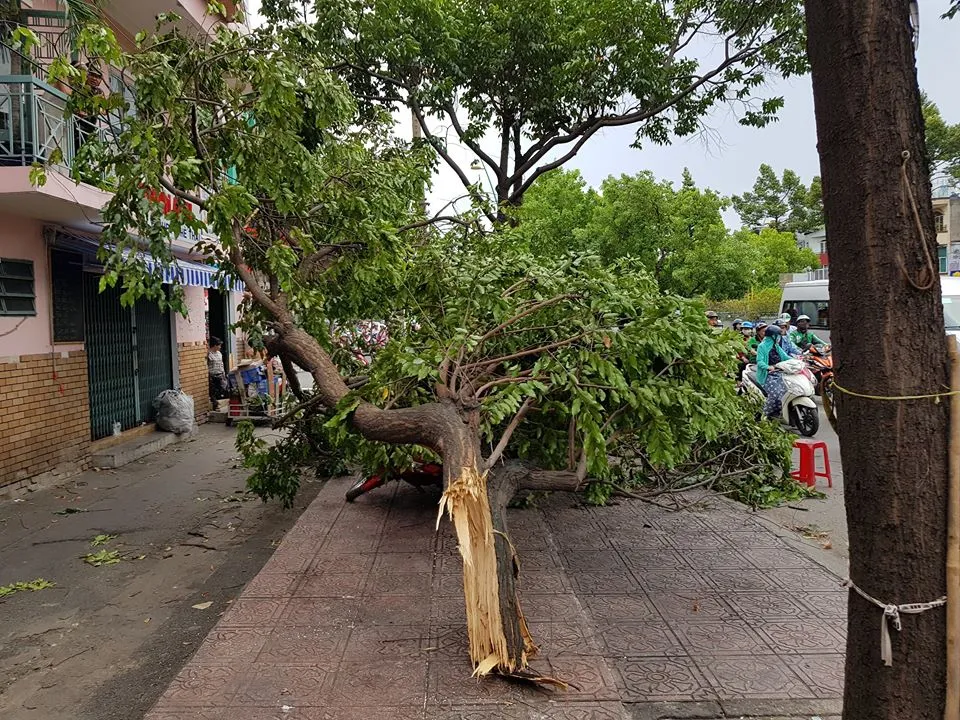 Gió lớn, cây ngã, nhà tốc mái, nhiều người bị thương ảnh 12 Gió lớn, cây ngã, nhà tốc mái, nhiều người bị thương ảnh 12