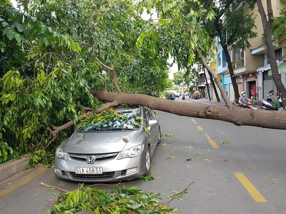 Gió lớn, cây ngã, nhà tốc mái, nhiều người bị thương ảnh 9 Gió lớn, cây ngã, nhà tốc mái, nhiều người bị thương ảnh 9