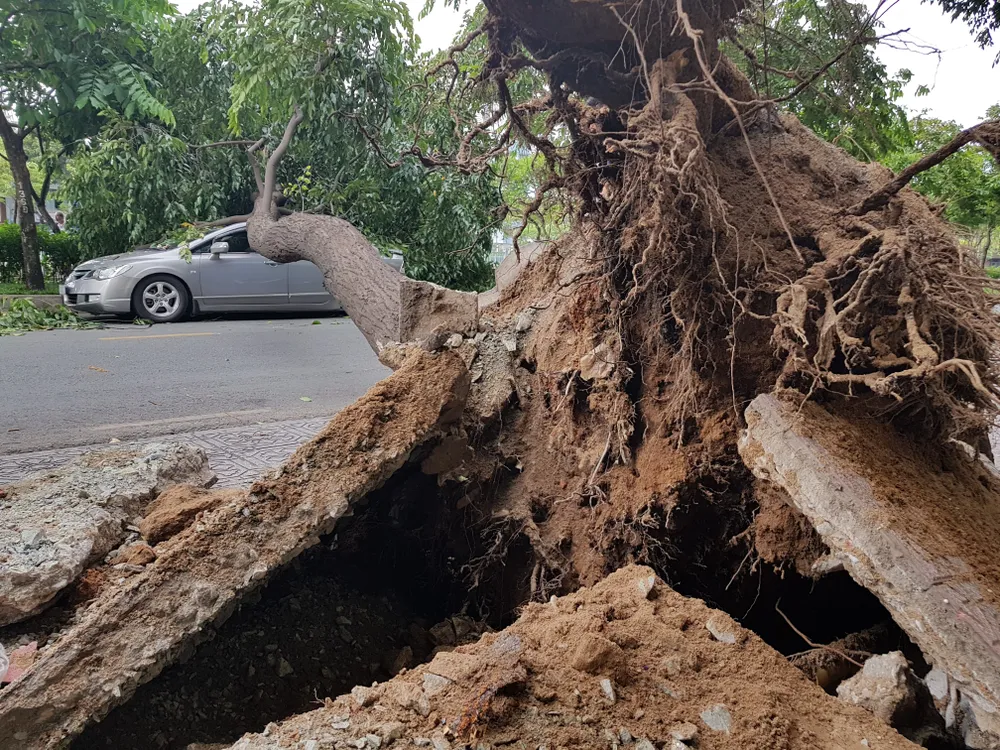 Gió lớn, cây ngã, nhà tốc mái, nhiều người bị thương ảnh 6 Gió lớn, cây ngã, nhà tốc mái, nhiều người bị thương ảnh 6