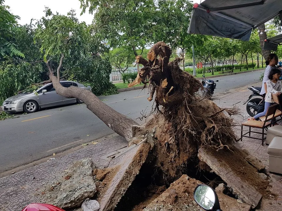 Gió lớn, cây ngã, nhà tốc mái, nhiều người bị thương ảnh 10 Gió lớn, cây ngã, nhà tốc mái, nhiều người bị thương ảnh 10