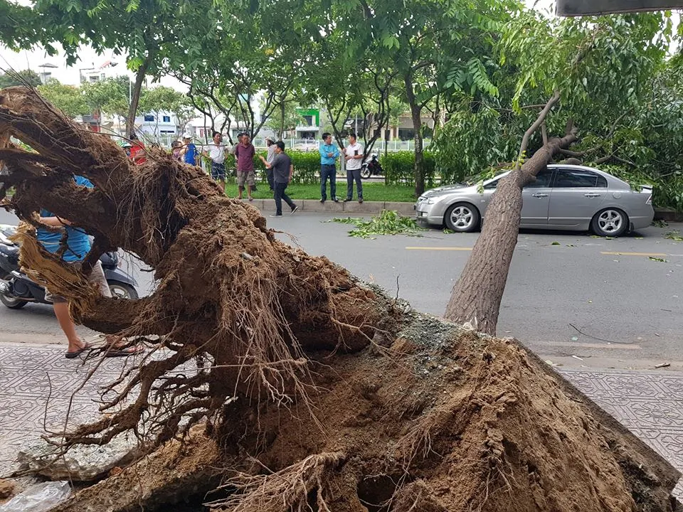 Gió lớn, cây ngã, nhà tốc mái, nhiều người bị thương ảnh 11 Gió lớn, cây ngã, nhà tốc mái, nhiều người bị thương ảnh 11