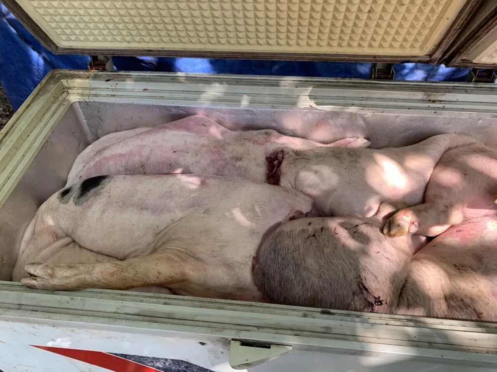  Phát hiện gần 3,5 tấn thịt heo bốc mùi nồng nặc ở cơ sở giết mổ ảnh 4