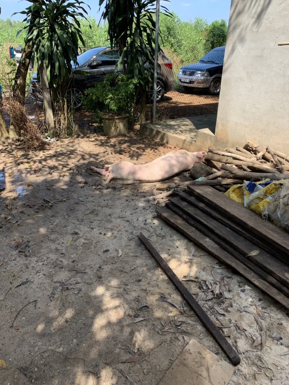  Phát hiện gần 3,5 tấn thịt heo bốc mùi nồng nặc ở cơ sở giết mổ ảnh 5