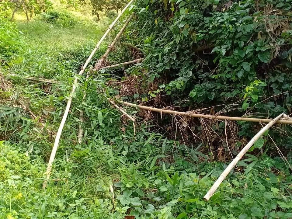 Vụ phát hiện nửa thi thể người trong bụi rậm: Xác định danh tính nạn nhân ảnh 1 Vụ phát hiện nửa thi thể người trong bụi rậm: Xác định danh tính nạn nhân ảnh 1