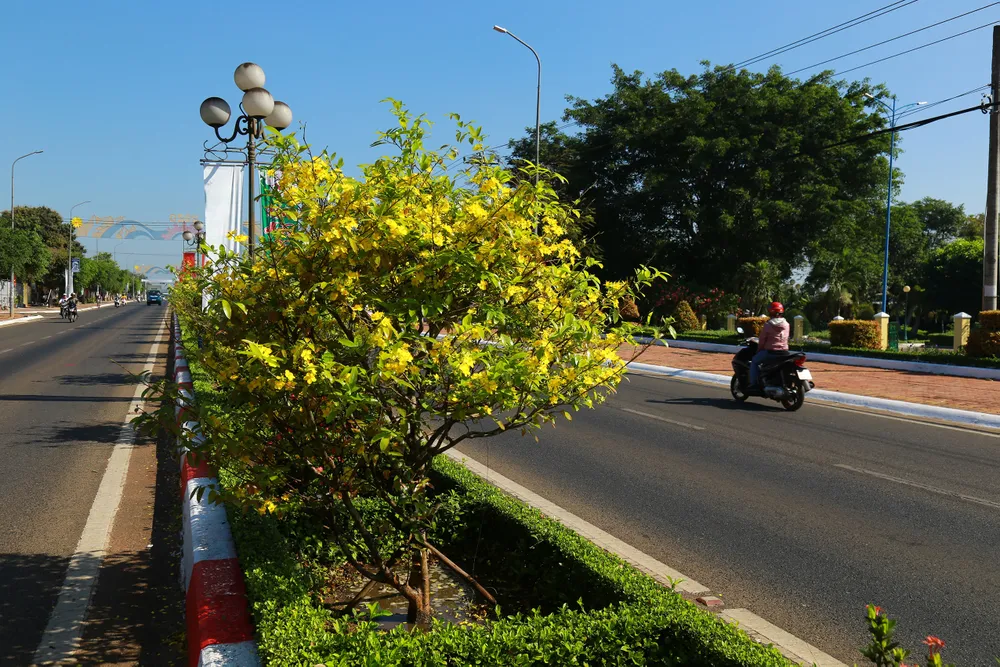 Dải phân cách mai vàng dài 5km độc nhất vô nhị ở Việt Nam ảnh 7 Dải phân cách mai vàng dài 5km độc nhất vô nhị ở Việt Nam ảnh 7