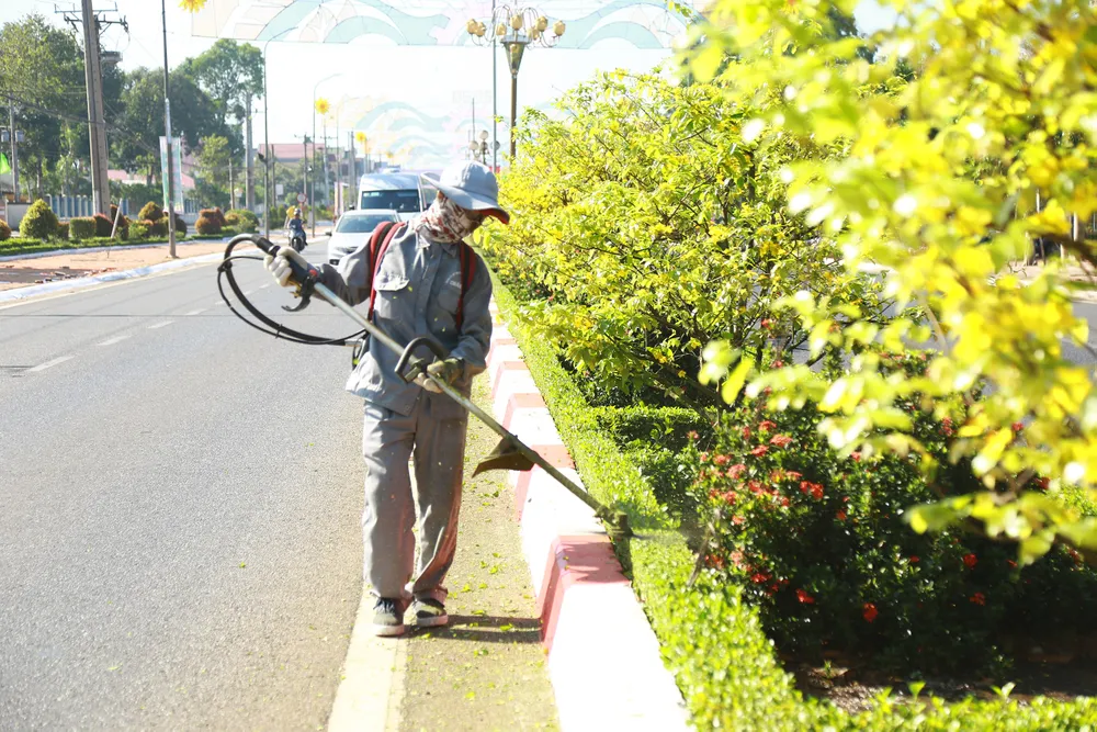 Dải phân cách mai vàng dài 5km độc nhất vô nhị ở Việt Nam ảnh 6 Dải phân cách mai vàng dài 5km độc nhất vô nhị ở Việt Nam ảnh 6