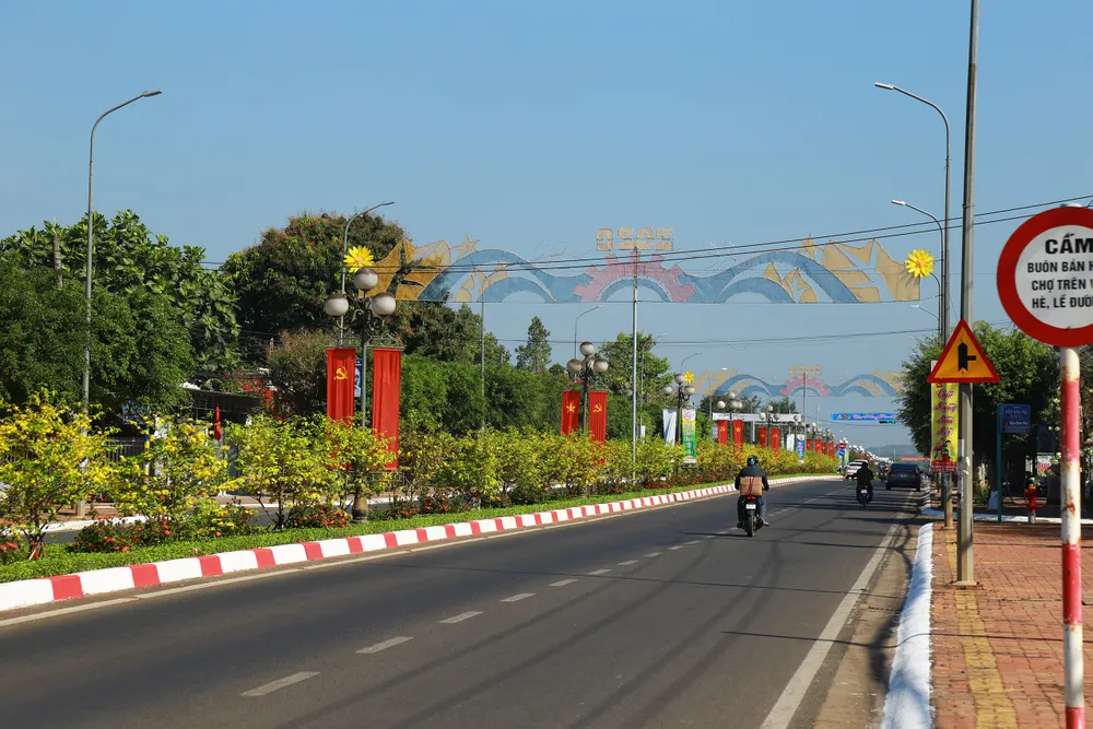 Dải phân cách mai vàng dài 5km độc nhất vô nhị ở Việt Nam ảnh 2 Dải phân cách mai vàng dài 5km độc nhất vô nhị ở Việt Nam ảnh 2