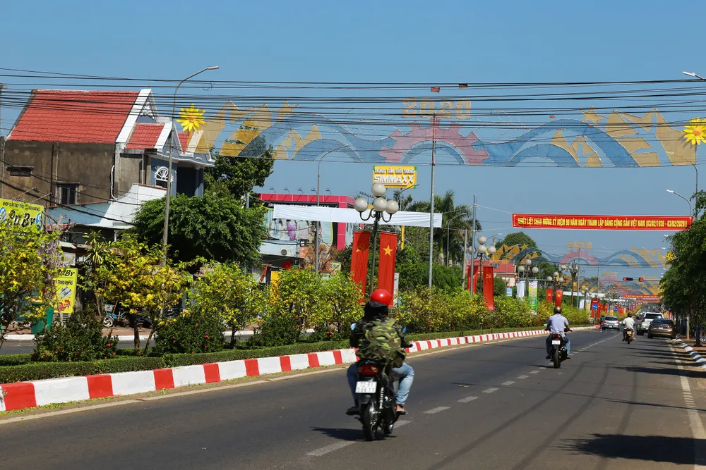 Dải phân cách mai vàng dài 5km độc nhất vô nhị ở Việt Nam ảnh 13 Dải phân cách mai vàng dài 5km độc nhất vô nhị ở Việt Nam ảnh 13
