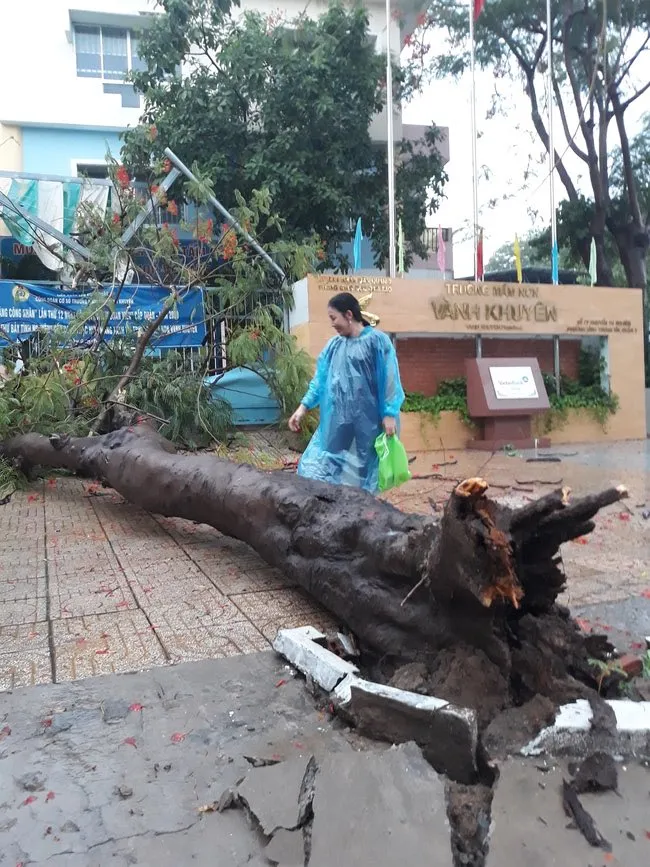 Cây xanh tét nhánh đè chết người ở quận 10 trong cơn mưa ảnh 4 Cây xanh tét nhánh đè chết người ở quận 10 trong cơn mưa ảnh 4