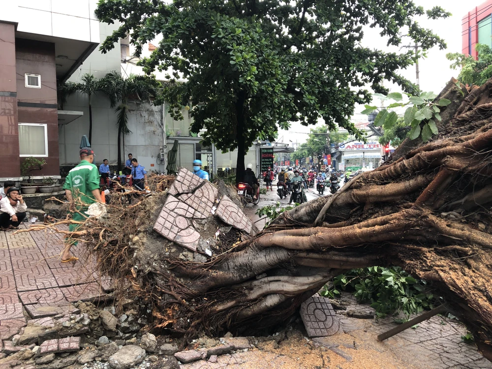 Hiện trường cây xanh bật gốc ở giao lộ Nguyễn Văn Quá – Trường Chinh. Ảnh: CHÂU TRỊNH 