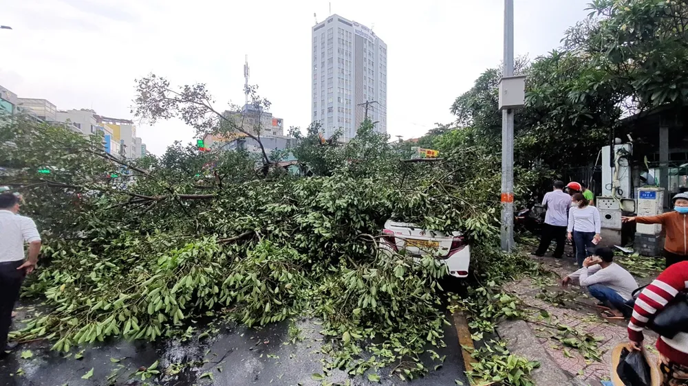 Cây cổ thụ bật gốc trong mưa, đè ô tô và hàng quán  ảnh 2